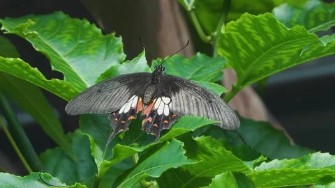 Close view of a butterfly Stock-Footage 270472352