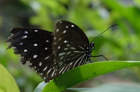 Close view of a butterfly on a leaf Stock Photos