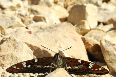 Close up view of Butterfly Stock Photos