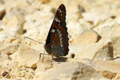 Close up view of Butterfly Stock Photos