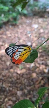 Close up view of  butterfly  on a single leaf. Stock Photos