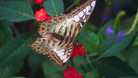 Close view of a butterfly in slow motion Stock Footage 267592803