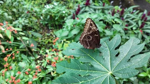 Close view of a butterfly in slow motion Stock Footage 267605224