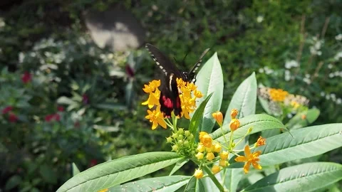 Close up view of a butterfly in slow motion Stock Footage 267695278