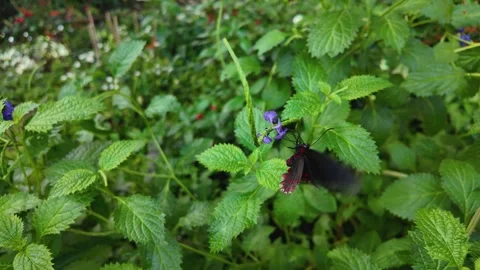 Close view of a butterfly in slow motion Stock Footage 269378067