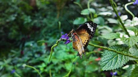 Close view of a butterfly in slow motion Stock Footage 269378744