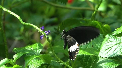 Close view of  butterfly in slow motion Stock Footage 270490076
