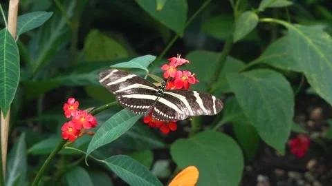 Close view of  butterfly in slow motion Stock Footage 270490161