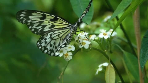 Close view of  butterfly in slow motion Stock Footage 270490542