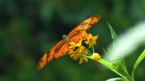 Close view of  butterfly in slow motion Stock Footage 270490838