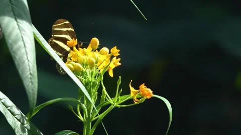 Close view of  butterfly in slow motion Stock Footage 270490927
