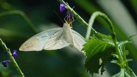 Close view of  butterfly in slow motion Stock Footage 270491604