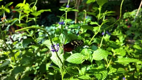 Close view of a butterfly in very slow motion Stock Footage 306391859