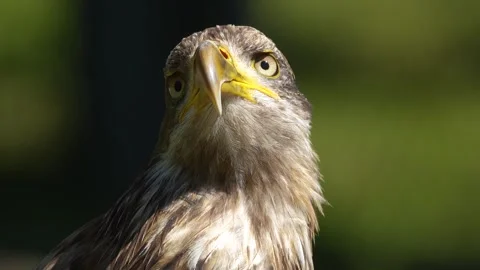 Close view of a buzzard head Stock Footage 274229105