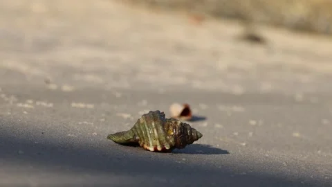 Close-Up View of a Cabestana Seashell on the Sand Stock Footage 242644691