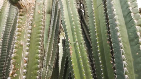 Close view of cactus Video stock 266298734