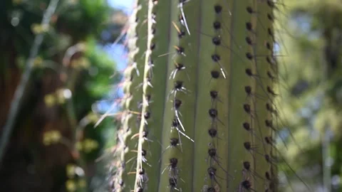 Close-up view of a cactus Stock Footage 326363496