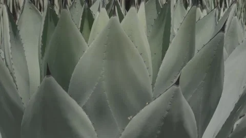 Close Up view of Cactus garden Stock Footage 288277392
