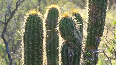 Close view of cactus growing in wild with sunset highlighted spines Vidéo 80836997