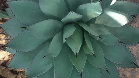 Close view of a cactus in motion Stock Footage 299700515