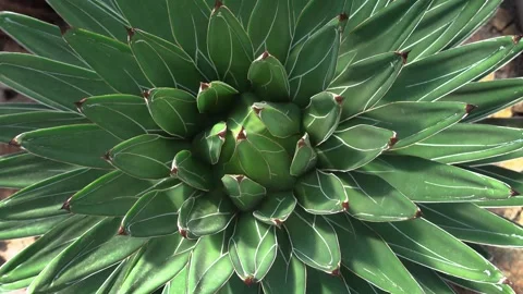 Close view of a cactus in motion Видео 299717767