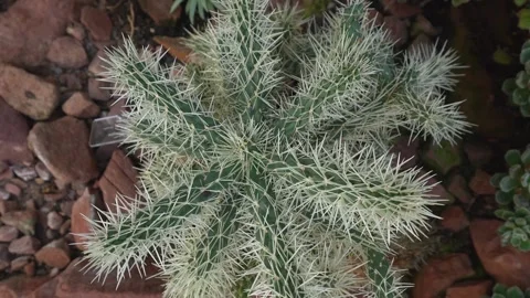 Close view of a cactus in motion Stock Footage 299750695