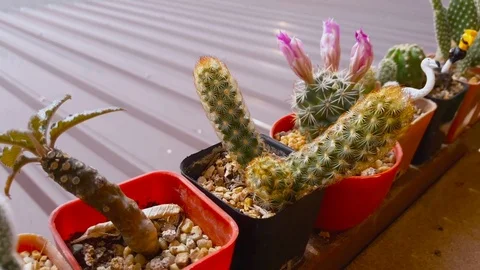 Close up view of  Cactus with motion footage video Stock Footage 111455383