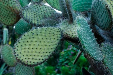 A close up view of a cactus Stock Photos