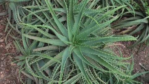 Close view of a cactus plant  with inception mode Stock Footage 302985254