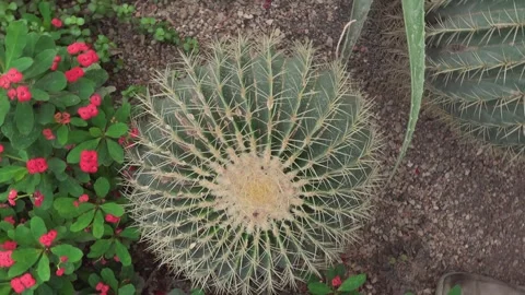 Close view of a cactus plant  with inception mode Stock-Footage 302998549