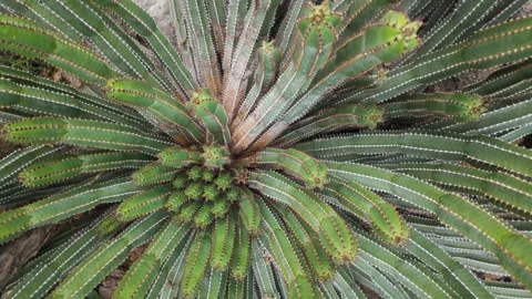 Close view of a cactus plant with motion Stock Footage 266285583
