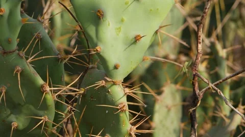 Close-up view of cactus plant spines Vídeo Stock 150728759