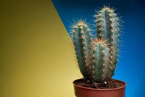 Close-up view of a cactus in the pot in front of yellow-blue background. Na.. Stock Photos