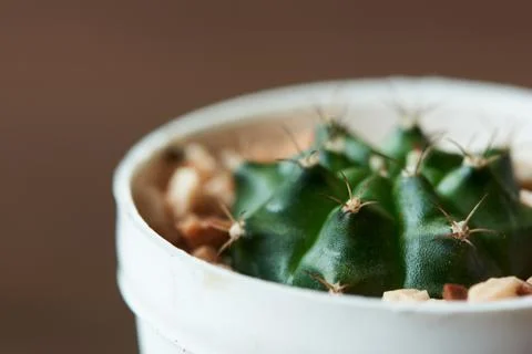 Close-up view of cactus in the pot Stock Photos