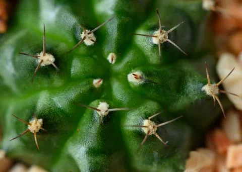 Close-up view of cactus in the pot Stock Photos