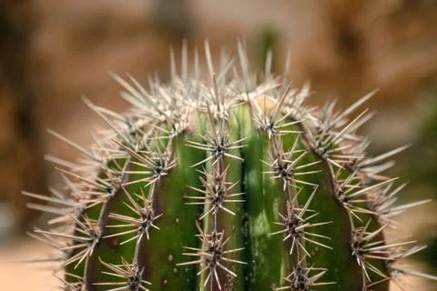 Close up view on the cactus prickles. Stock Photos