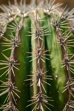 Close up view on the cactus prickles. Stock Photos