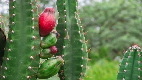 Close-up view of a cactus, showcasing a ripe red fruit and unripe green fru.. Stock Photos