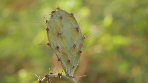 Close-up view of cactus spines, Cactus plant spines footage Stock-Footage 150729309