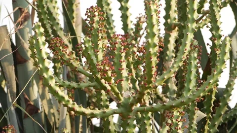Close-up view of cactus spines, Cactus plant spines footage 動画素材 150733138