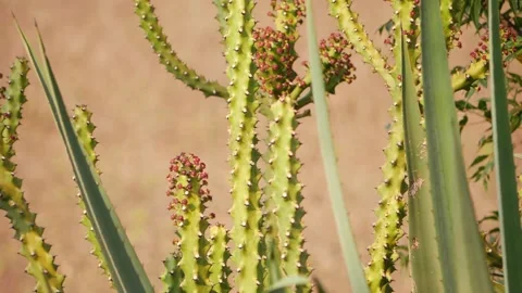 Close-up view of cactus spines, Cactus plant spines footage Stock Footage 150733152