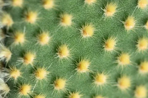 Close-up View of a Cactus Surface Showcasing Vibrant Yellow Spines Against a Stock Photos