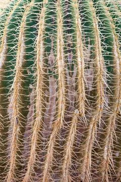 Close-up view of cactus texture. Stock Photos