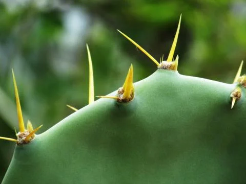 Close up view of cactus thorns Photos