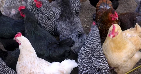 Close up view of cage free range chickens in the farm. Video stock 271169688