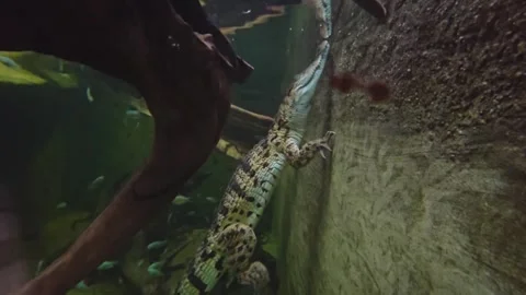 Close up view of a caiman Crocodile Stock-Footage 263719292