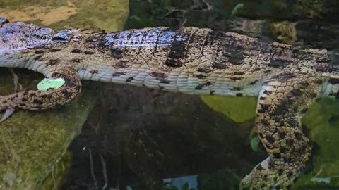 Close up view of a caiman Crocodile Stock Footage 263719504