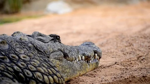 Close-up view of caiman 库存影片 114960404