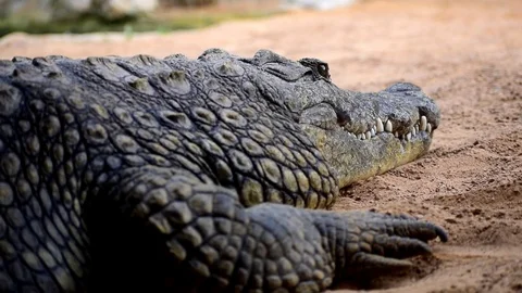 Close-up view of caiman 库存影片 114961390