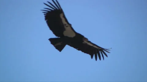 Close up view of a California Condor flying along California coastline 스톡 동영상 37586357